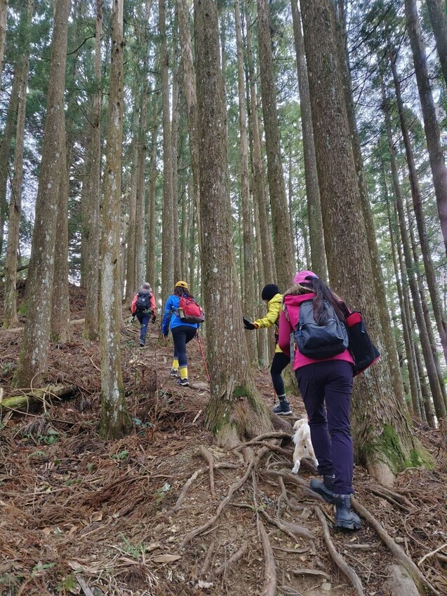 34600.jpg - 【新竹.五峰】油羅山標高1764公尺中級山。林相很美媲美高島三角點無展望。陡上陡下頗濕滑不適合帶寵物 34600.jpg - 【新竹.五峰】油羅山標高1764公尺中級山。林相很美媲美高島三角點無展望。陡上陡下頗濕滑不適合帶寵物