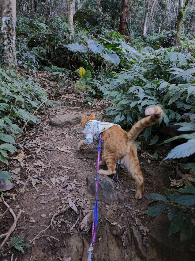 34625.jpg - 【新竹.五峰】油羅山標高1764公尺中級山。林相很美媲美高島三角點無展望。陡上陡下頗濕滑不適合帶寵物 34625.jpg - 【新竹.五峰】油羅山標高1764公尺中級山。林相很美媲美高島三角點無展望。陡上陡下頗濕滑不適合帶寵物