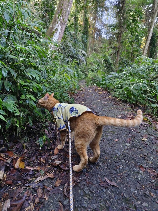 27680.jpg - 【台中.谷關】初次挑戰谷關七雄之一老六白毛山。山頂展望很棒。攜帶辛巴上山 27680.jpg - 【台中.谷關】初次挑戰谷關七雄之一老六白毛山。山頂展望很棒。攜帶辛巴上山