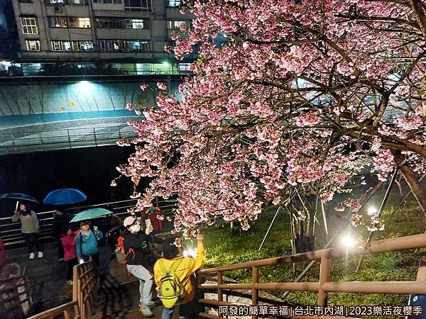 樂活公園夜櫻08-櫻花步道土坡的階梯.jpg