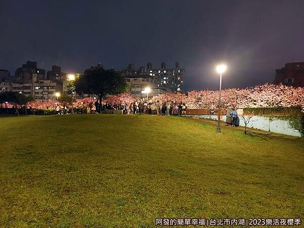樂活公園夜櫻02-一整排盛開的淺粉紅色櫻花樹.jpg