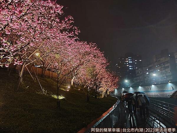 樂活公園夜櫻10-美麗的櫻花夜晚加上燈光夢幻浪漫.jpg