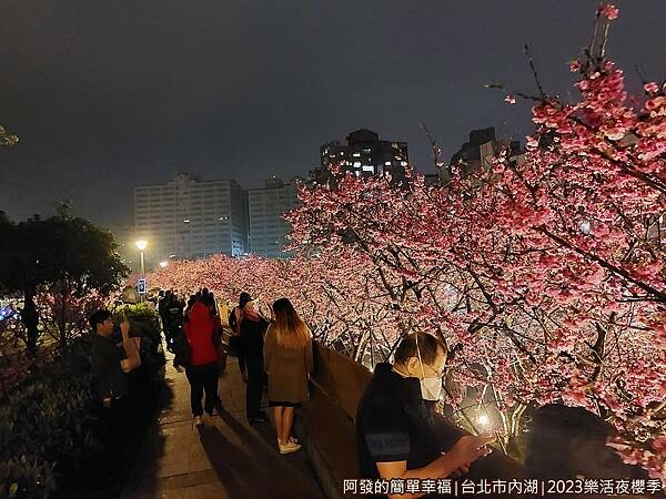 樂活公園夜櫻04-日夜皆美.jpg