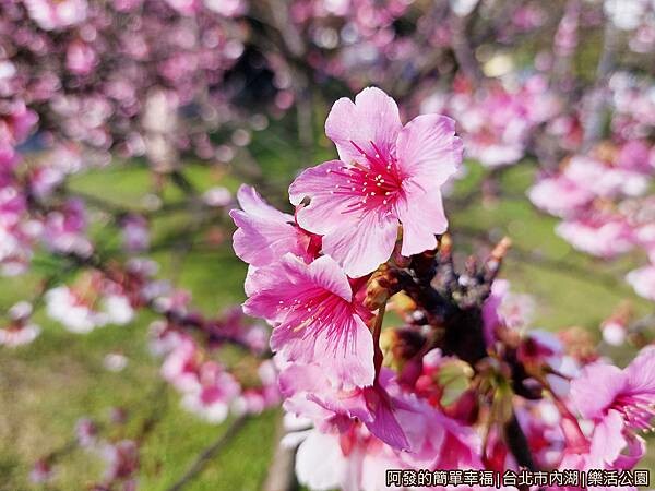 樂活公園15-開花量驚人的櫻花.jpg