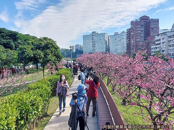 樂活公園04-一整排盛開的淺粉紅色櫻花樹.jpg