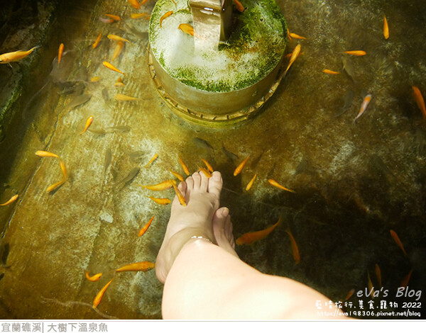 大樹下溫泉魚-10.jpg