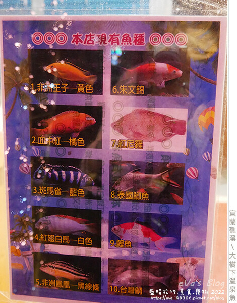 大樹下溫泉魚-04.jpg