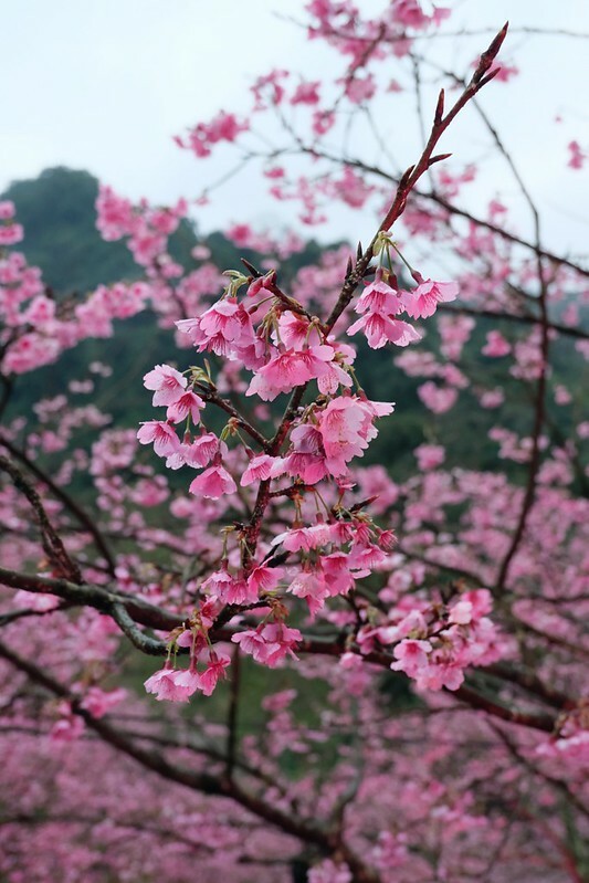 SNOW_20230131_160601_994