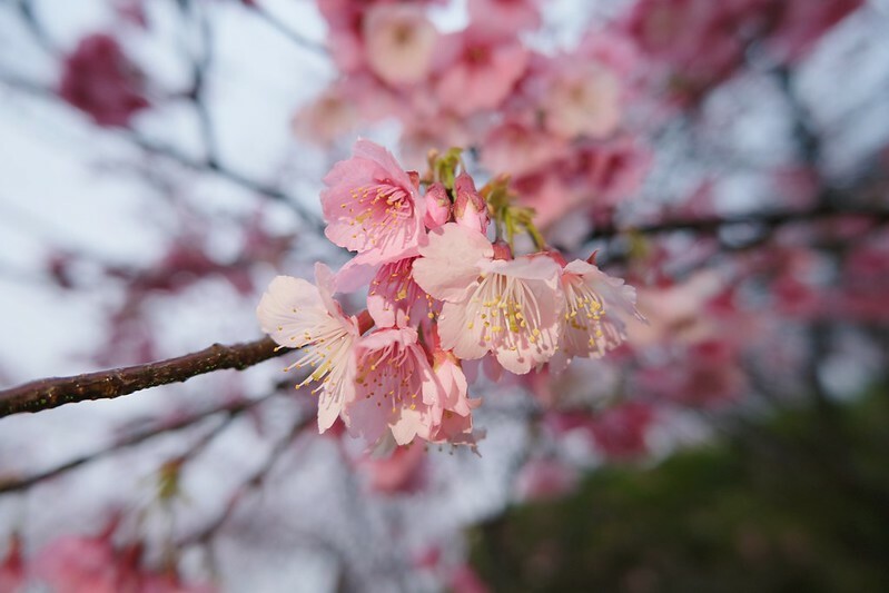 SNOW_20230131_154901_315