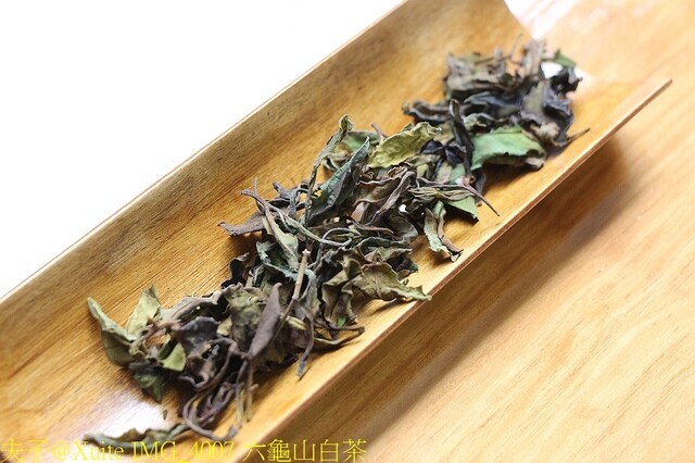 IMG_4007 六龜山白茶.jpg - 六龜山茶故事館 20230215