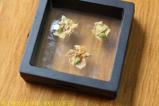 IMG_4005 山茶花.jpg - 六龜山茶故事館 20230215