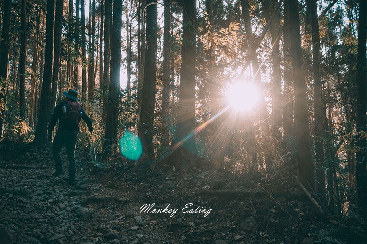 【大雪山林道】長壽山1860峰、大崠山P型連走。絕美香杉林道、竹木林道 - 貪吃猴的幻想