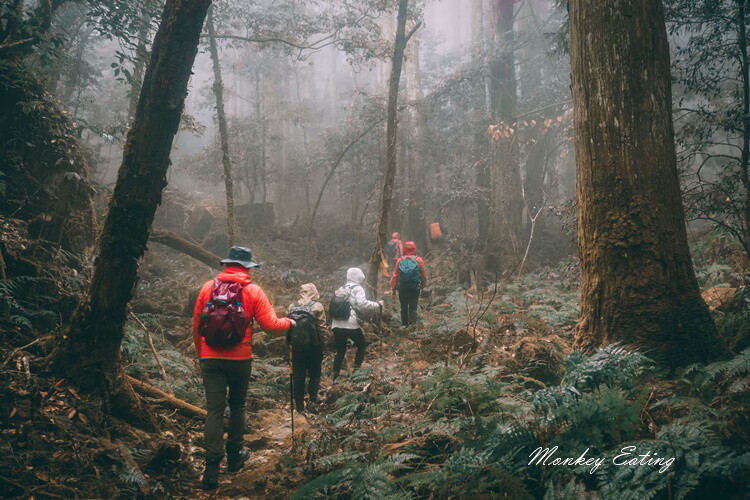【比大鳥縱走】苗栗中級山推薦,迷幻森林超仙。鳥嘴山、大窩山、比林山 - 貪吃猴的幻想