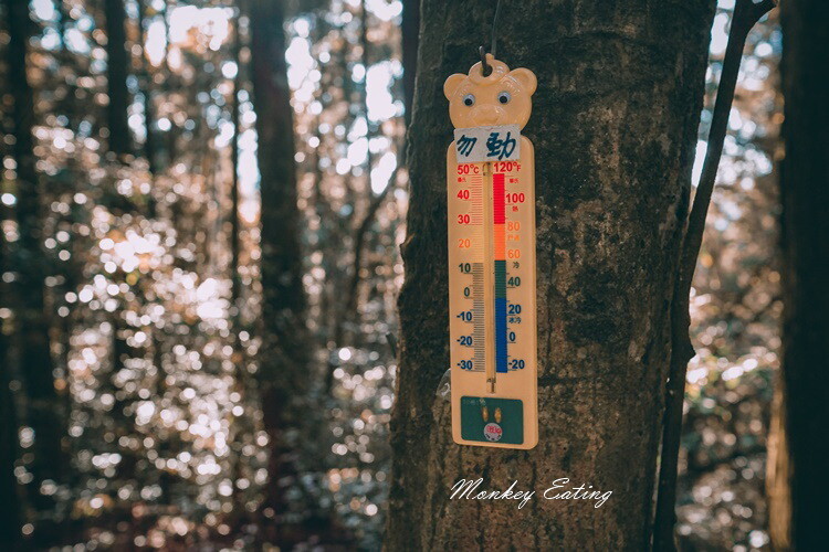 【大雪山林道】長壽山1860峰、大崠山P型連走。絕美香杉林道、竹木林道 - 貪吃猴的幻想