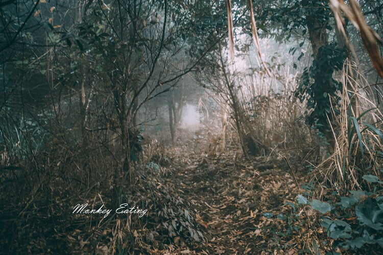 【比大鳥縱走】苗栗中級山推薦,迷幻森林超仙。鳥嘴山、大窩山、比林山 - 貪吃猴的幻想