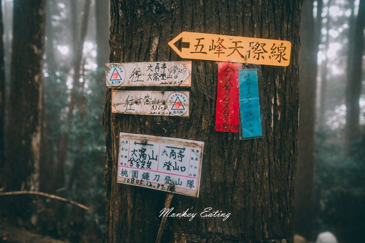 【比大鳥縱走】苗栗中級山推薦,迷幻森林超仙。鳥嘴山、大窩山、比林山 - 貪吃猴的幻想