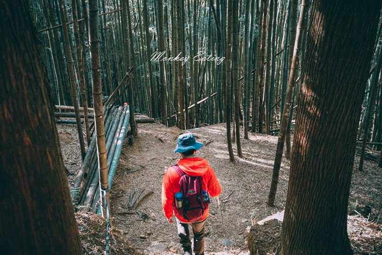 【大雪山林道】長壽山1860峰、大崠山P型連走。絕美香杉林道、竹木林道 - 貪吃猴的幻想