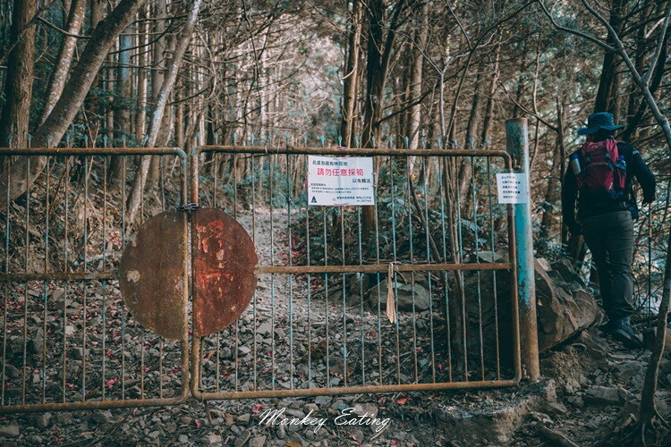 【大雪山林道】長壽山1860峰、大崠山P型連走。絕美香杉林道、竹木林道 - 貪吃猴的幻想