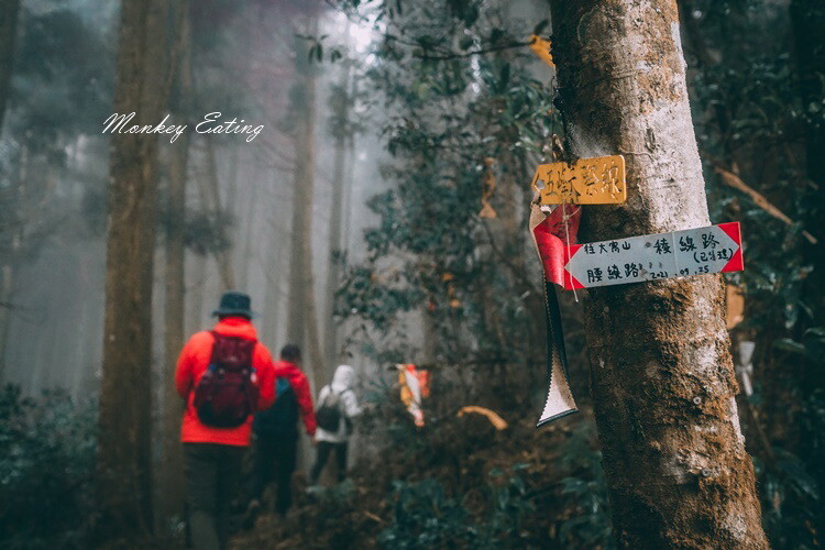 【比大鳥縱走】苗栗中級山推薦,迷幻森林超仙。鳥嘴山、大窩山、比林山 - 貪吃猴的幻想