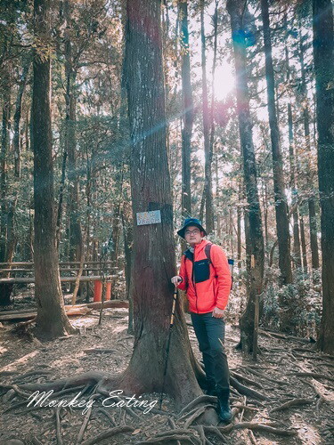 【大雪山林道】長壽山1860峰、大崠山P型連走。絕美香杉林道、竹木林道 - 貪吃猴的幻想