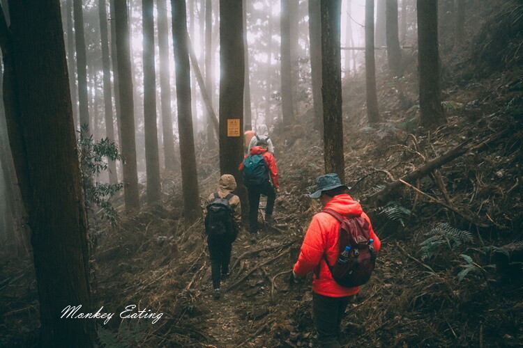 【比大鳥縱走】苗栗中級山推薦,迷幻森林超仙。鳥嘴山、大窩山、比林山 - 貪吃猴的幻想