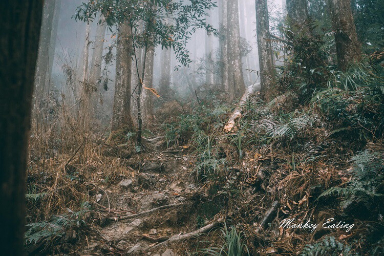 【比大鳥縱走】苗栗中級山推薦,迷幻森林超仙。鳥嘴山、大窩山、比林山 - 貪吃猴的幻想