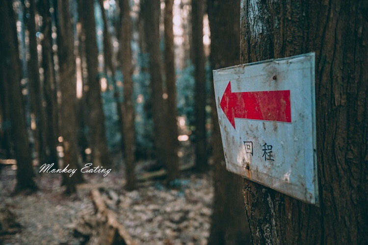 【大雪山林道】長壽山1860峰、大崠山P型連走。絕美香杉林道、竹木林道 - 貪吃猴的幻想