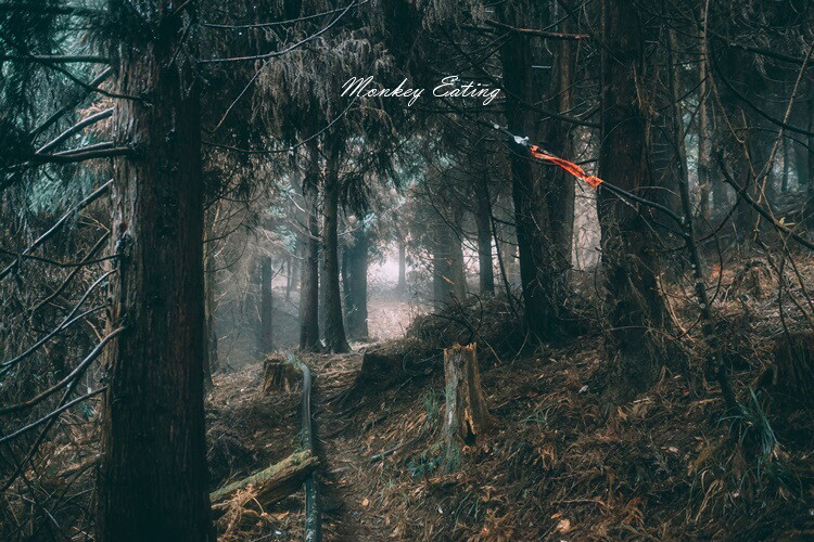 【比大鳥縱走】苗栗中級山推薦,迷幻森林超仙。鳥嘴山、大窩山、比林山 - 貪吃猴的幻想