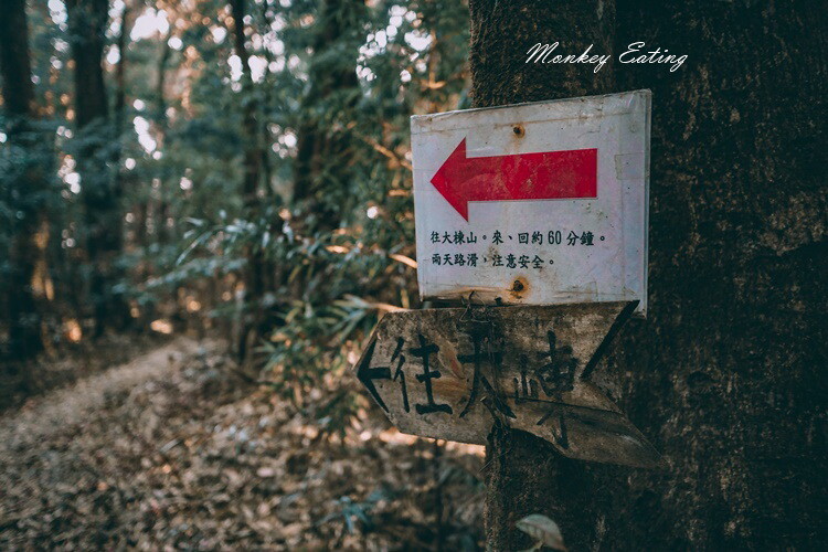 【大雪山林道】長壽山1860峰、大崠山P型連走。絕美香杉林道、竹木林道 - 貪吃猴的幻想