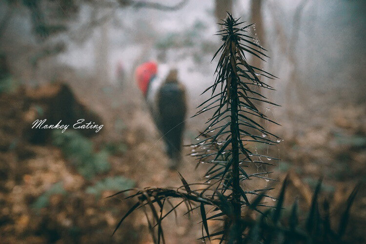 【比大鳥縱走】苗栗中級山推薦,迷幻森林超仙。鳥嘴山、大窩山、比林山 - 貪吃猴的幻想