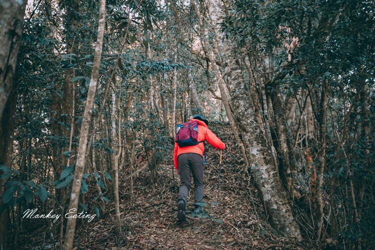 【大雪山林道】長壽山1860峰、大崠山P型連走。絕美香杉林道、竹木林道 - 貪吃猴的幻想