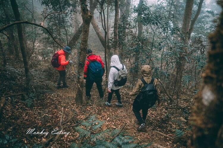 【比大鳥縱走】苗栗中級山推薦,迷幻森林超仙。鳥嘴山、大窩山、比林山 - 貪吃猴的幻想