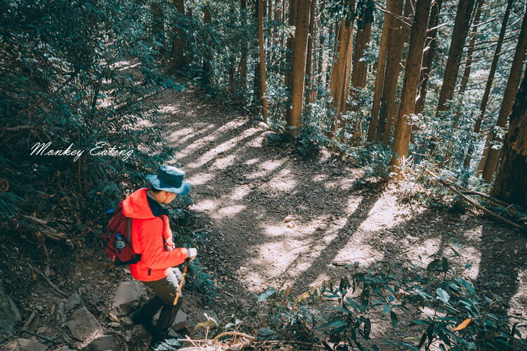 【大雪山林道】長壽山1860峰、大崠山P型連走。絕美香杉林道、竹木林道 - 貪吃猴的幻想