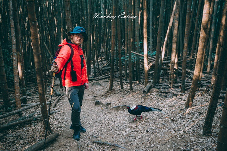 【大雪山林道】長壽山1860峰、大崠山P型連走。絕美香杉林道、竹木林道 - 貪吃猴的幻想