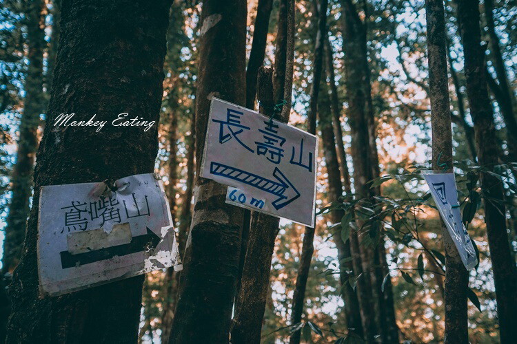 【大雪山林道】長壽山1860峰、大崠山P型連走。絕美香杉林道、竹木林道 - 貪吃猴的幻想