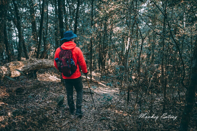 【大雪山林道】長壽山1860峰、大崠山P型連走。絕美香杉林道、竹木林道 - 貪吃猴的幻想