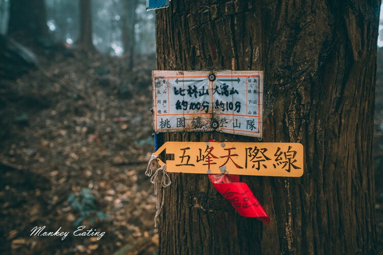 【比大鳥縱走】苗栗中級山推薦,迷幻森林超仙。鳥嘴山、大窩山、比林山 - 貪吃猴的幻想