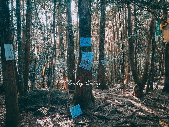 【大雪山林道】長壽山1860峰、大崠山P型連走。絕美香杉林道、竹木林道 - 貪吃猴的幻想