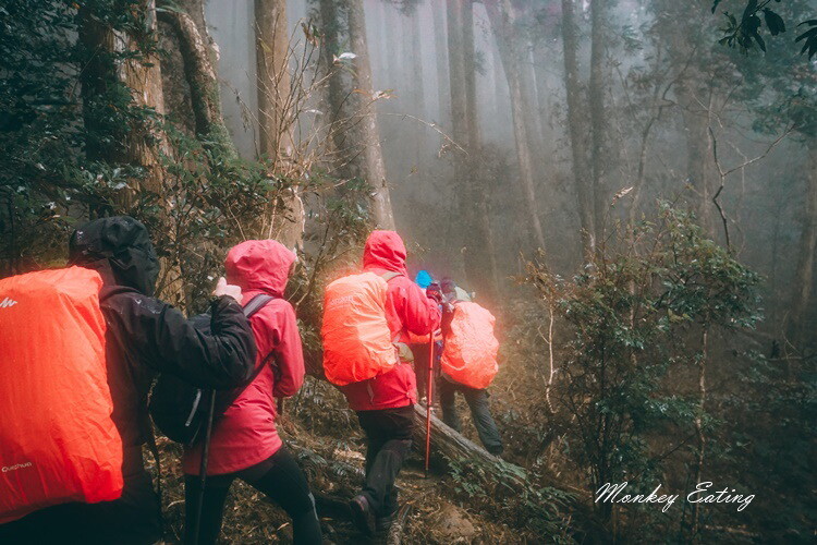 【比大鳥縱走】苗栗中級山推薦,迷幻森林超仙。鳥嘴山、大窩山、比林山 - 貪吃猴的幻想