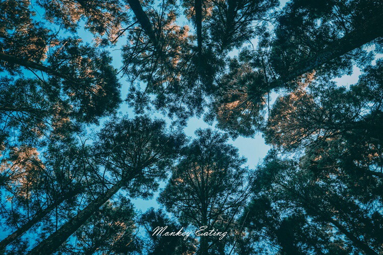 【大雪山林道】長壽山1860峰、大崠山P型連走。絕美香杉林道、竹木林道 - 貪吃猴的幻想