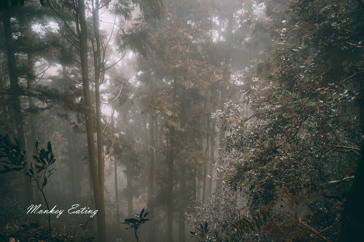 【比大鳥縱走】苗栗中級山推薦,迷幻森林超仙。鳥嘴山、大窩山、比林山 - 貪吃猴的幻想