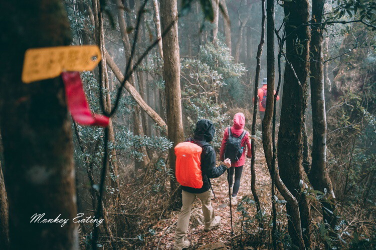 【比大鳥縱走】苗栗中級山推薦,迷幻森林超仙。鳥嘴山、大窩山、比林山 - 貪吃猴的幻想