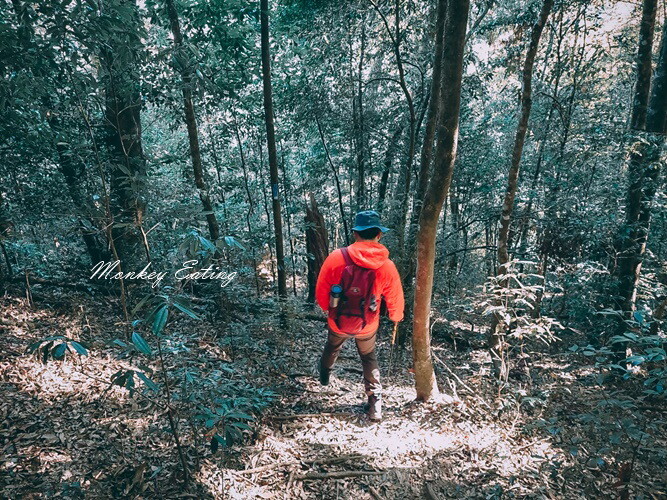 【大雪山林道】長壽山1860峰、大崠山P型連走。絕美香杉林道、竹木林道 - 貪吃猴的幻想
