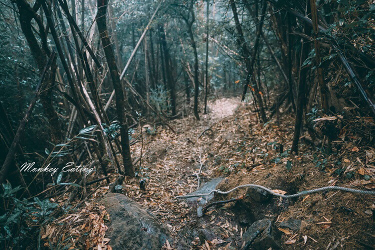 【比大鳥縱走】苗栗中級山推薦,迷幻森林超仙。鳥嘴山、大窩山、比林山 - 貪吃猴的幻想