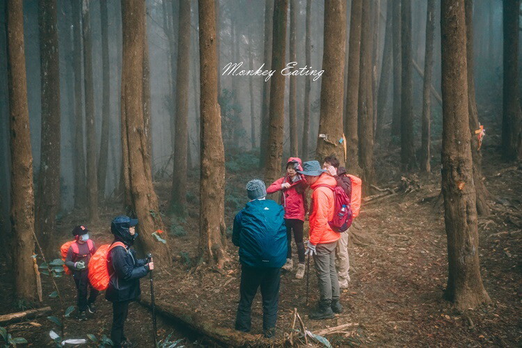 【比大鳥縱走】苗栗中級山推薦,迷幻森林超仙。鳥嘴山、大窩山、比林山 - 貪吃猴的幻想