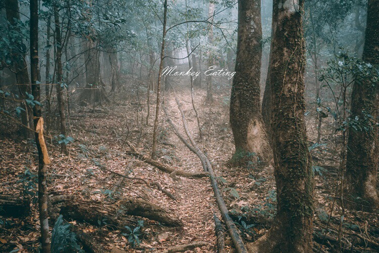 【比大鳥縱走】苗栗中級山推薦,迷幻森林超仙。鳥嘴山、大窩山、比林山 - 貪吃猴的幻想