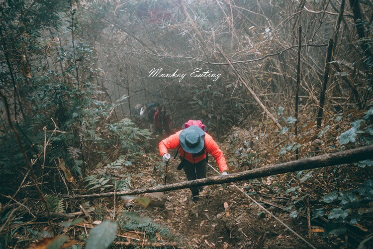 【比大鳥縱走】苗栗中級山推薦,迷幻森林超仙。鳥嘴山、大窩山、比林山 - 貪吃猴的幻想