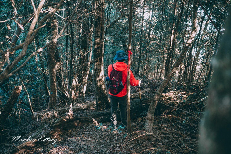 【大雪山林道】長壽山1860峰、大崠山P型連走。絕美香杉林道、竹木林道 - 貪吃猴的幻想