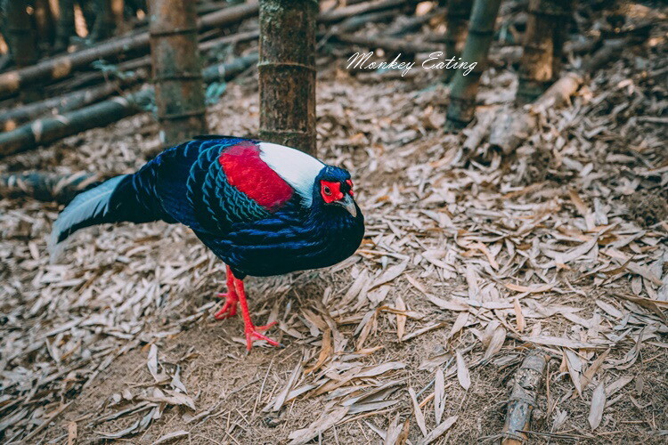 【大雪山林道】長壽山1860峰、大崠山P型連走。絕美香杉林道、竹木林道 - 貪吃猴的幻想