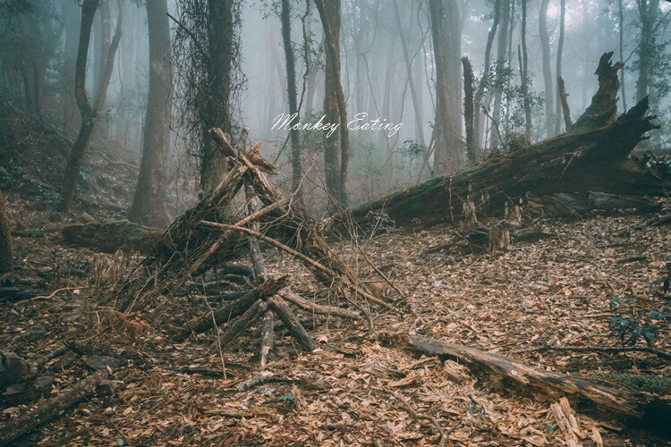 【比大鳥縱走】苗栗中級山推薦,迷幻森林超仙。鳥嘴山、大窩山、比林山 - 貪吃猴的幻想